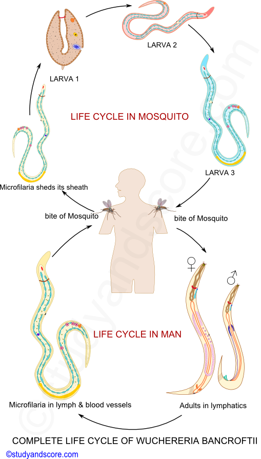 Wuchereria life cycle, wuchereria life cycle in man, Wuchereria life cycle in mosquito, microfilaria in blood vessels, bite of mosquito